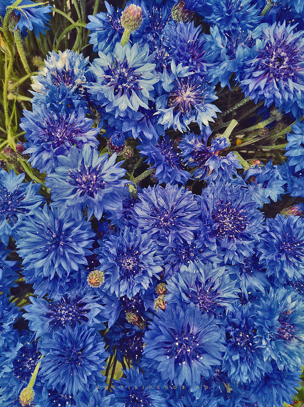 flori albastre