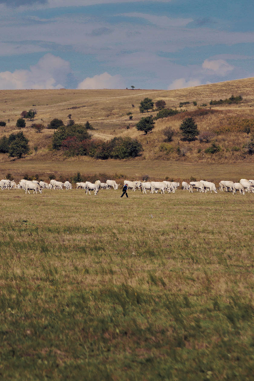 Ferma de Biodiversitate Cobor cu ajutorul ONG-ul Conservation Carpathia