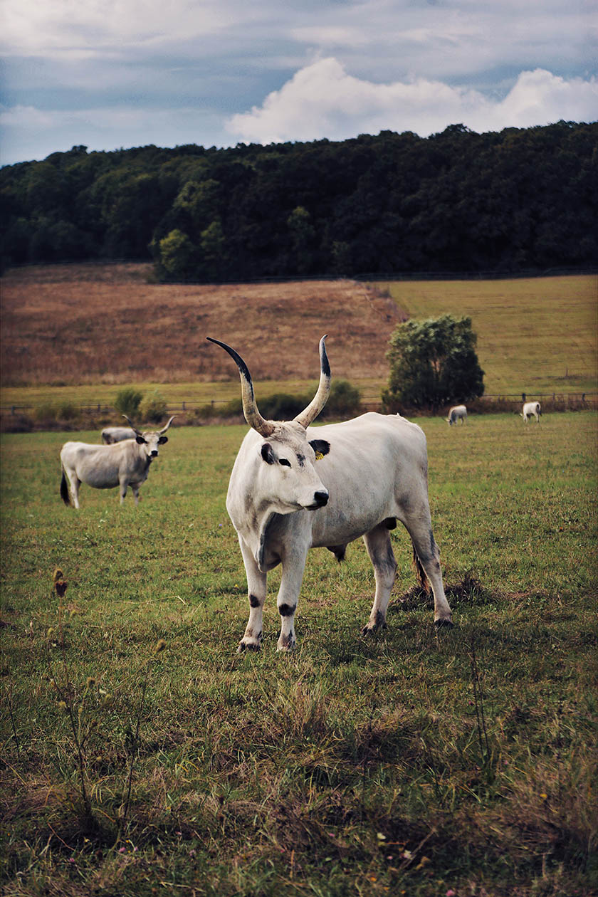 Ferma de Biodiversitate Cobor cu ajutorul ONG-ul Conservation Carpathia