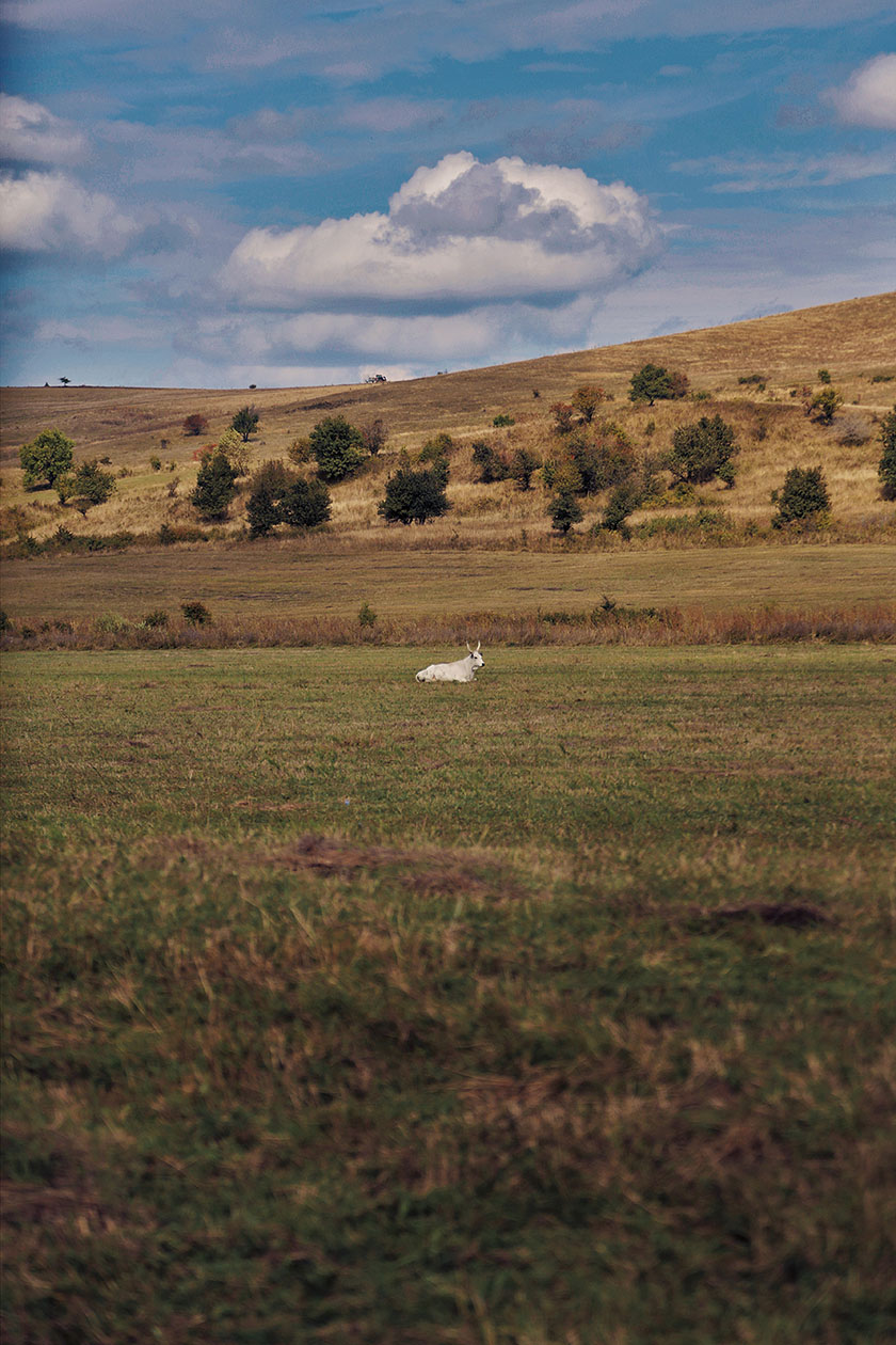 Ferma de Biodiversitate Cobor cu ajutorul ONG-ul Conservation Carpathia