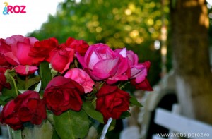 buchet trandafiri