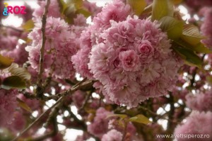 copac roz in floare