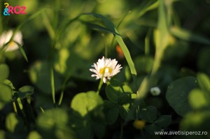 floare parc