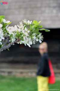 pom inflorit