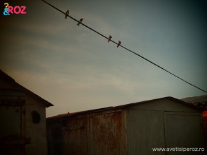 plaja 2 mai
