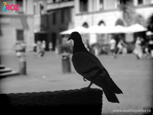 porumbel in roma