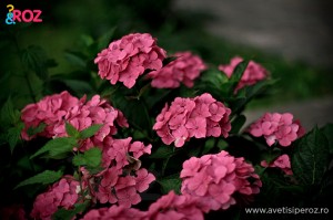 hortensii roz