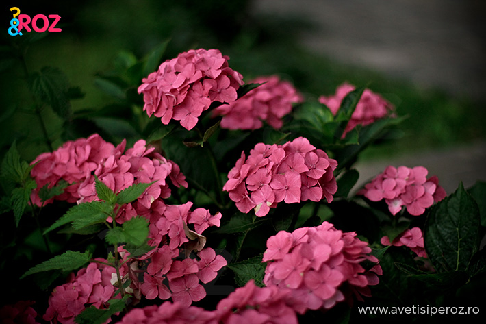 hortensii roz