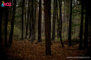 in padure romania
