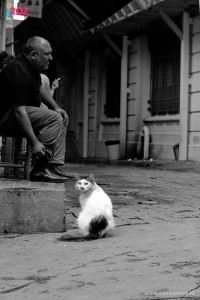 cat in istanbul