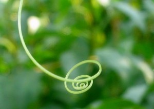 macro