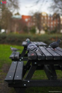 porumbei in parc