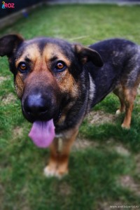 adopta un caine