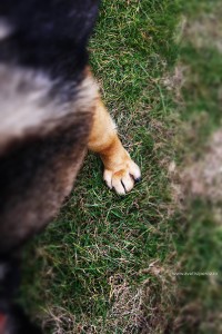 caine adoptat