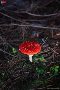 ciuperca otravitoare in padure