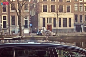 o zi in amsterdam
