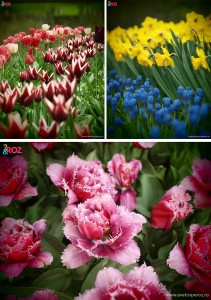festivalul keukenhof