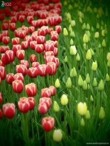 parc keukenhof