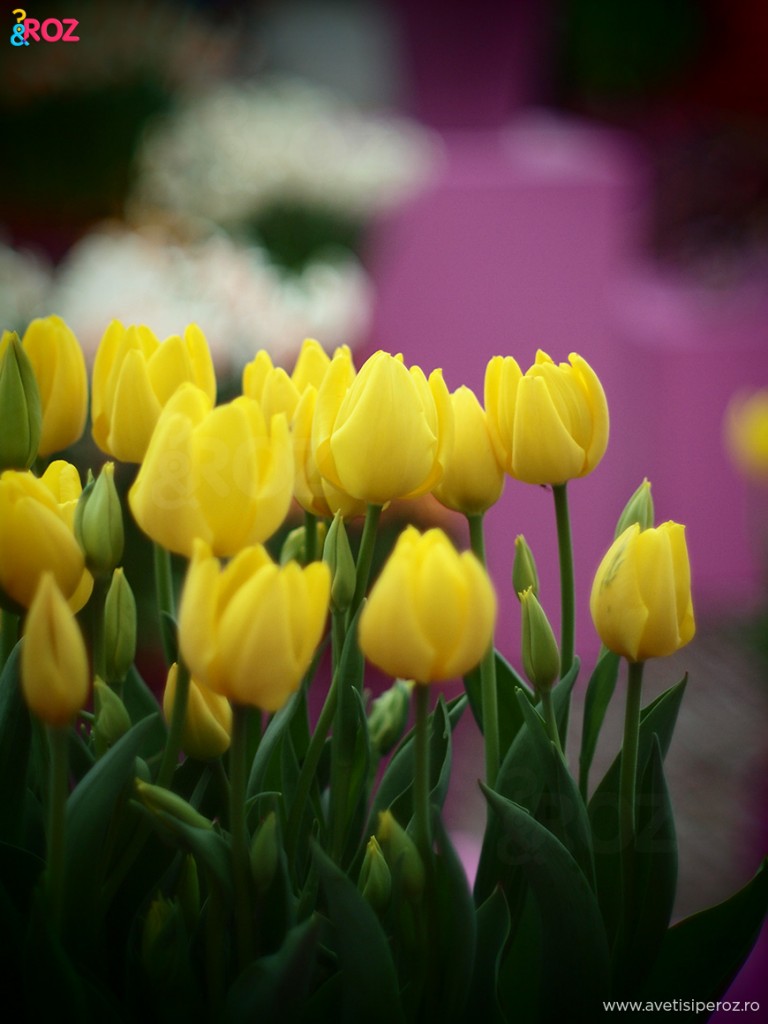 lalele-parc-keukenhof
