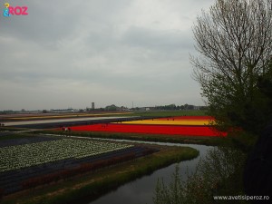 parc-keukenhof