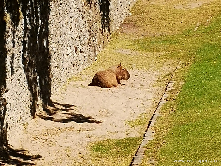 capibara-zoo-berlin