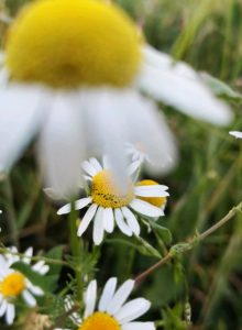margarete