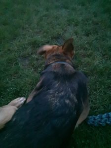 my dog