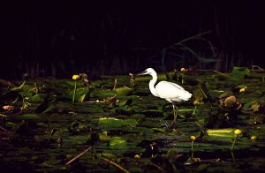 pasari in delta dunarii