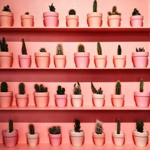 cactusi