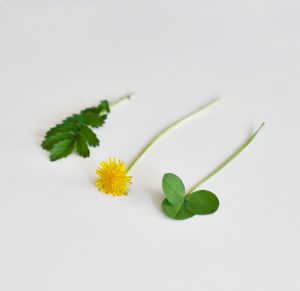 oua de paste cu model din plante