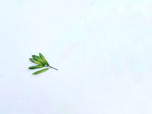 fotografii cu natura