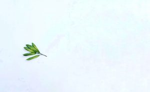 imagini minimaliste cu natura