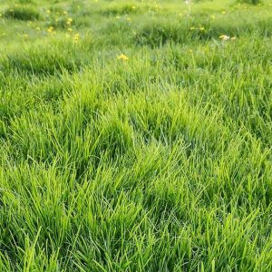 iarba verde