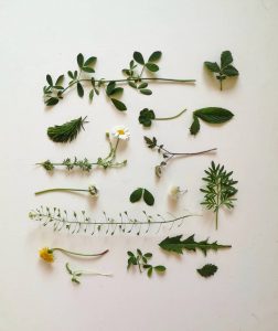 plante din gradina mea