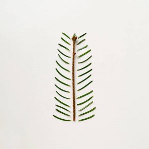 brad minimalist