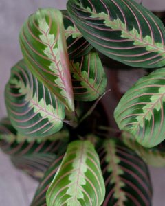 plante de apartament