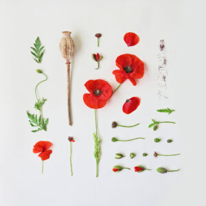 poppies flat lay