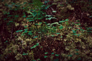 verde in padure