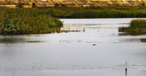 lacul vacaresti