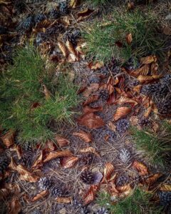 culorile naturii