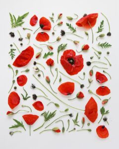 poppies flat lay