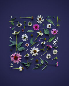 un buchet de echinaceea descompus
