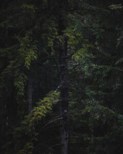 in poiana brasov
