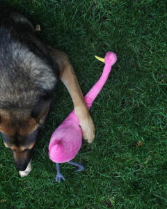 igor cu flamingo
