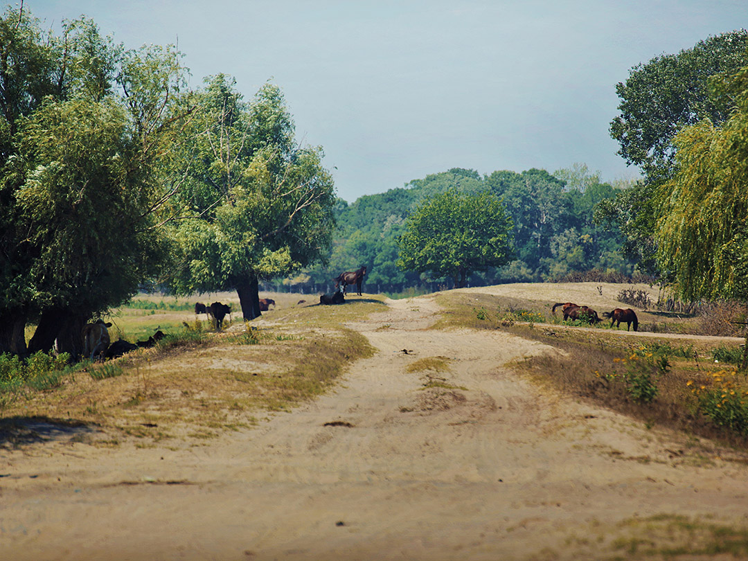 calatorii prin romania - padurea letea delta