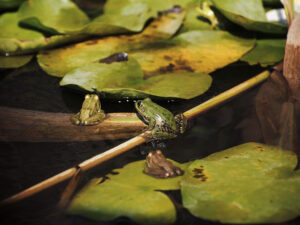 delta dunarii broaste