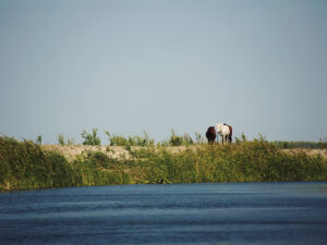 excursie letea delta