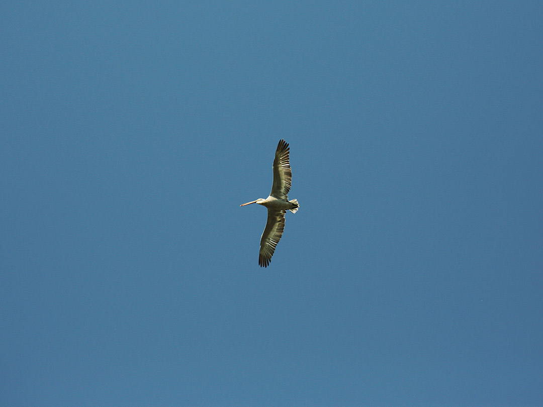 pasare delta dunarii