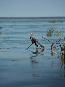 pasari in delta dunarii