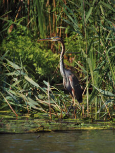 pe canale in delta cu barca